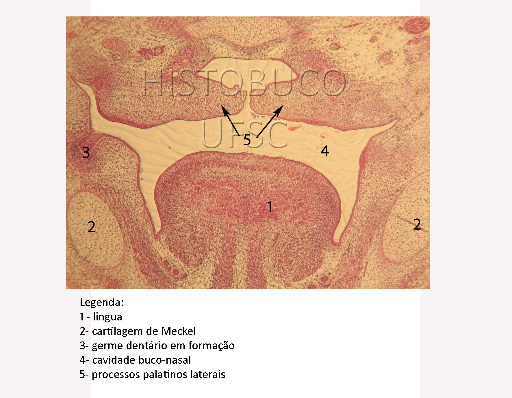 Histologia Buco Dental