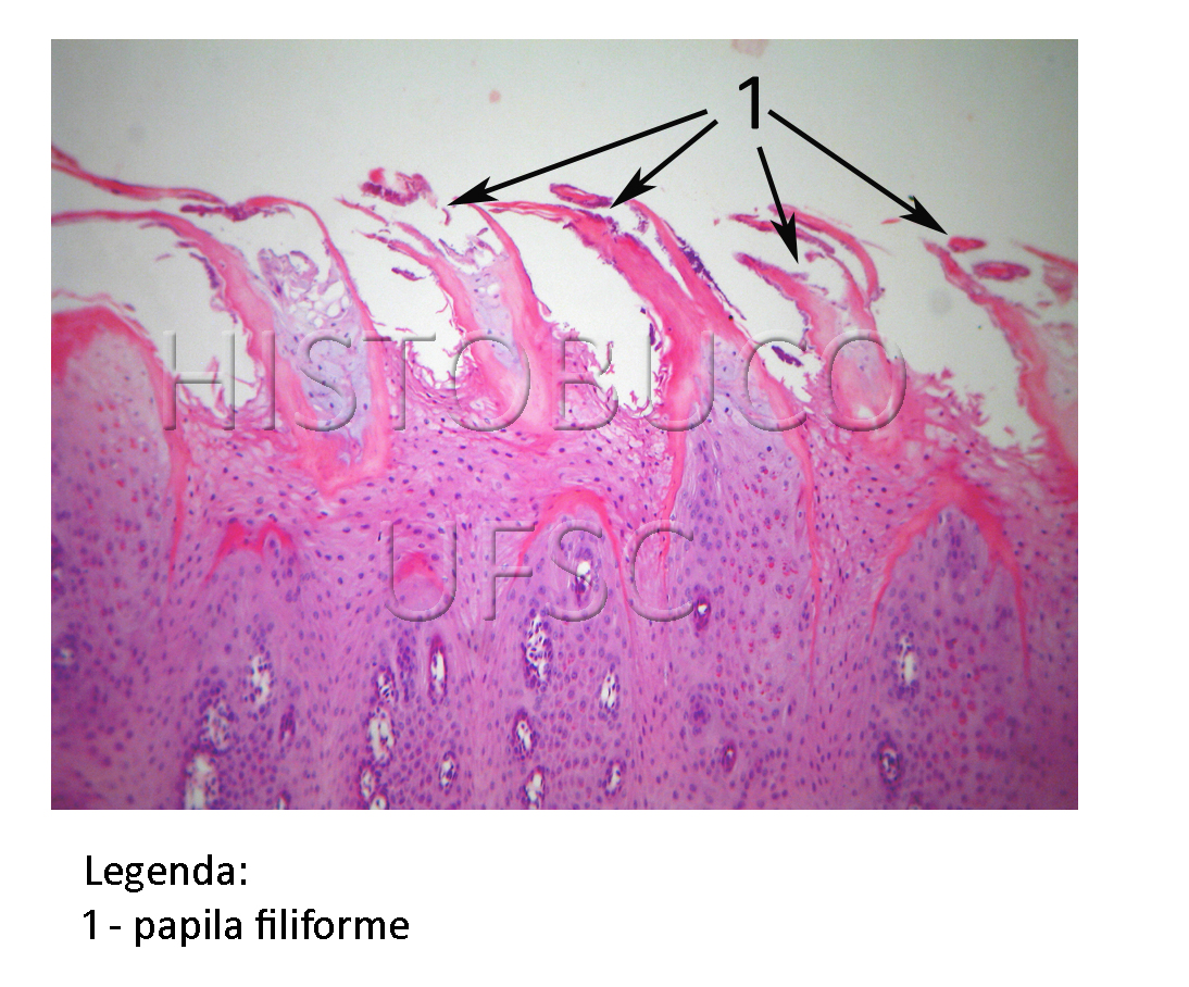 histología de papilas foliadas