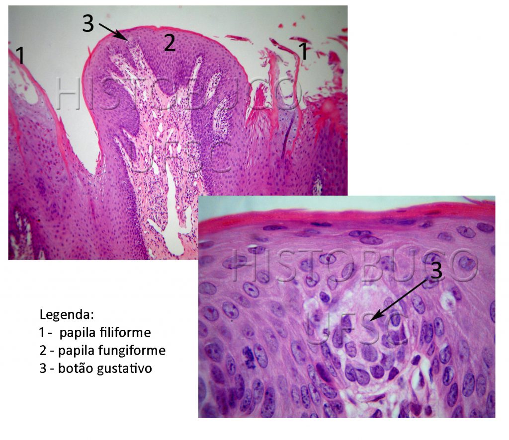 Histologia Buco Dental