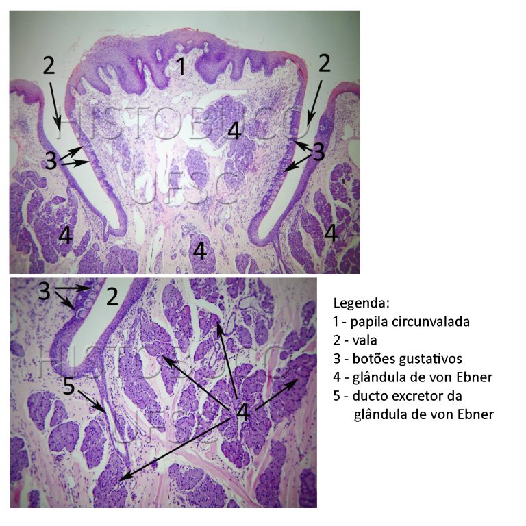 Histologia Buco Dental